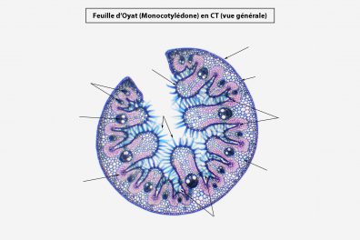 Adaptation à la vie xérophytique - Feuille d'Oyat CT x10 (à légender)